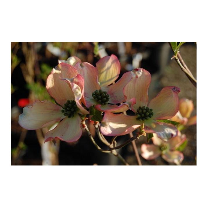 Cornus Florida Appalachian Blush Single Stem - View 5 from www redcrocus com