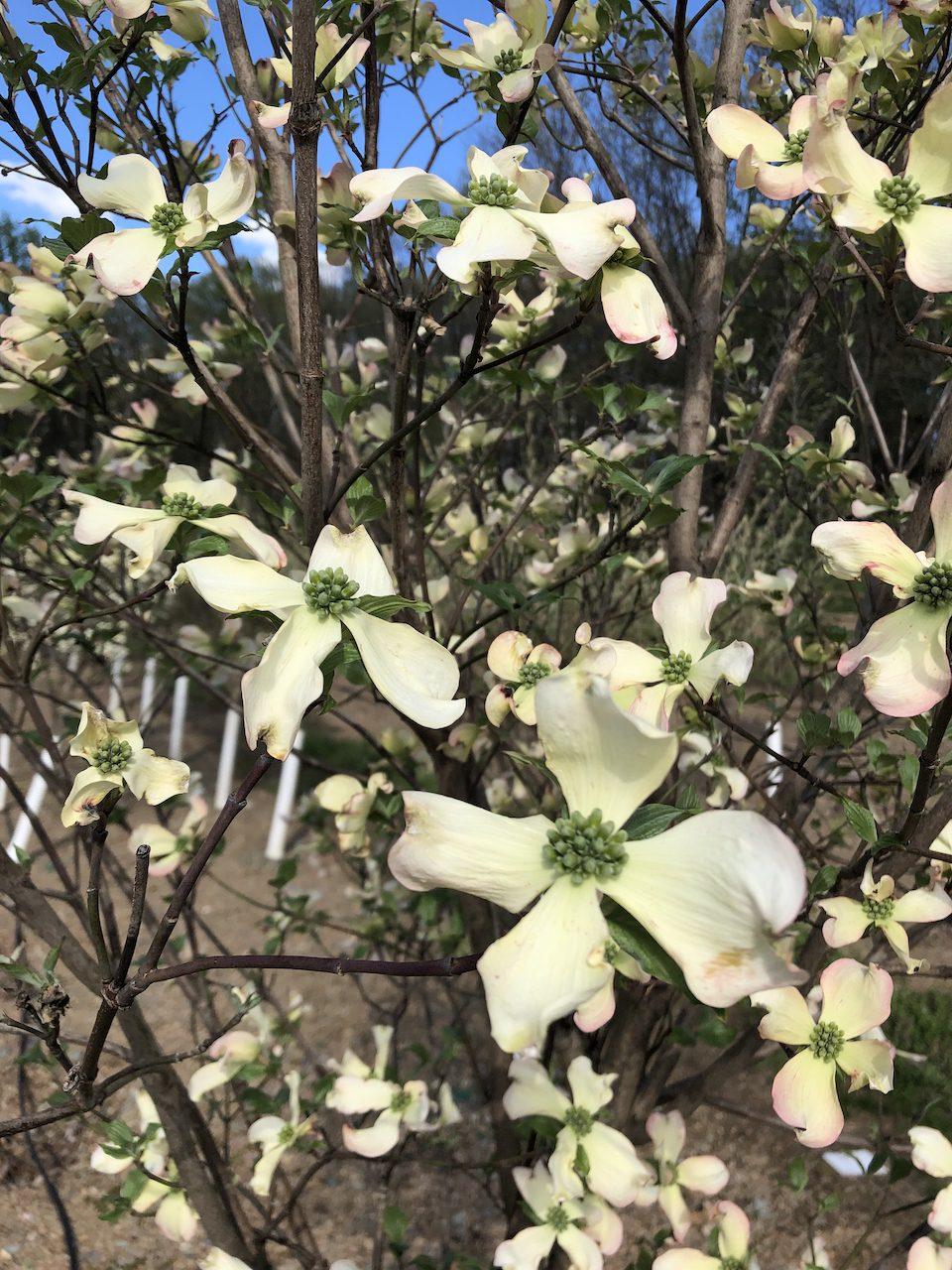 Cornus Florida Appalachian Blush Single Stem - View 6 from www redcrocus com