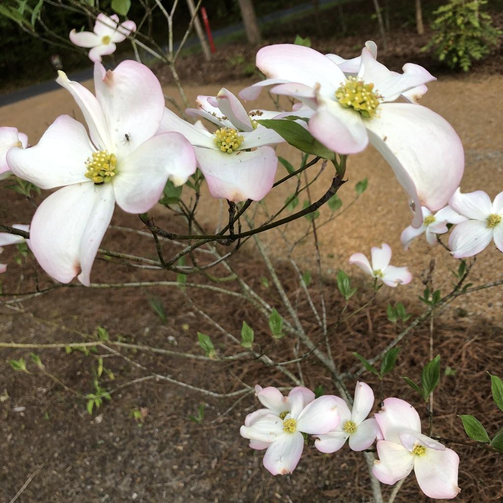 Cornus Florida Appalachian Blush Single Stem - View 7 from www redcrocus com