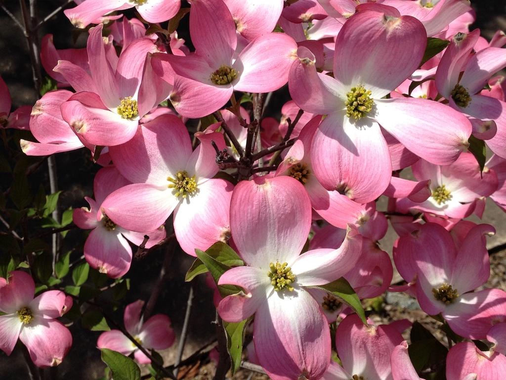 Cornus Florida Appalachian Blush Single Stem - View 9 from www redcrocus com