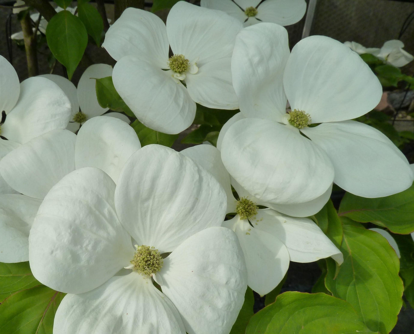 Cornus Rosy Teacups Single Stem - View 10 from www redcrocus com