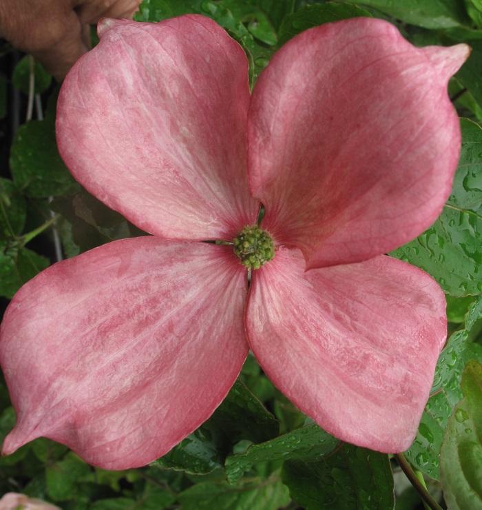 Cornus Rosy Teacups Single Stem - View 11 from www redcrocus com