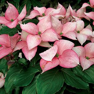 Cornus Rosy Teacups Single Stem - View 12 from www redcrocus com