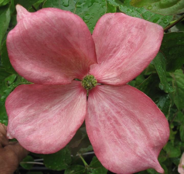 Cornus Rosy Teacups Single Stem - View 13 from www redcrocus com