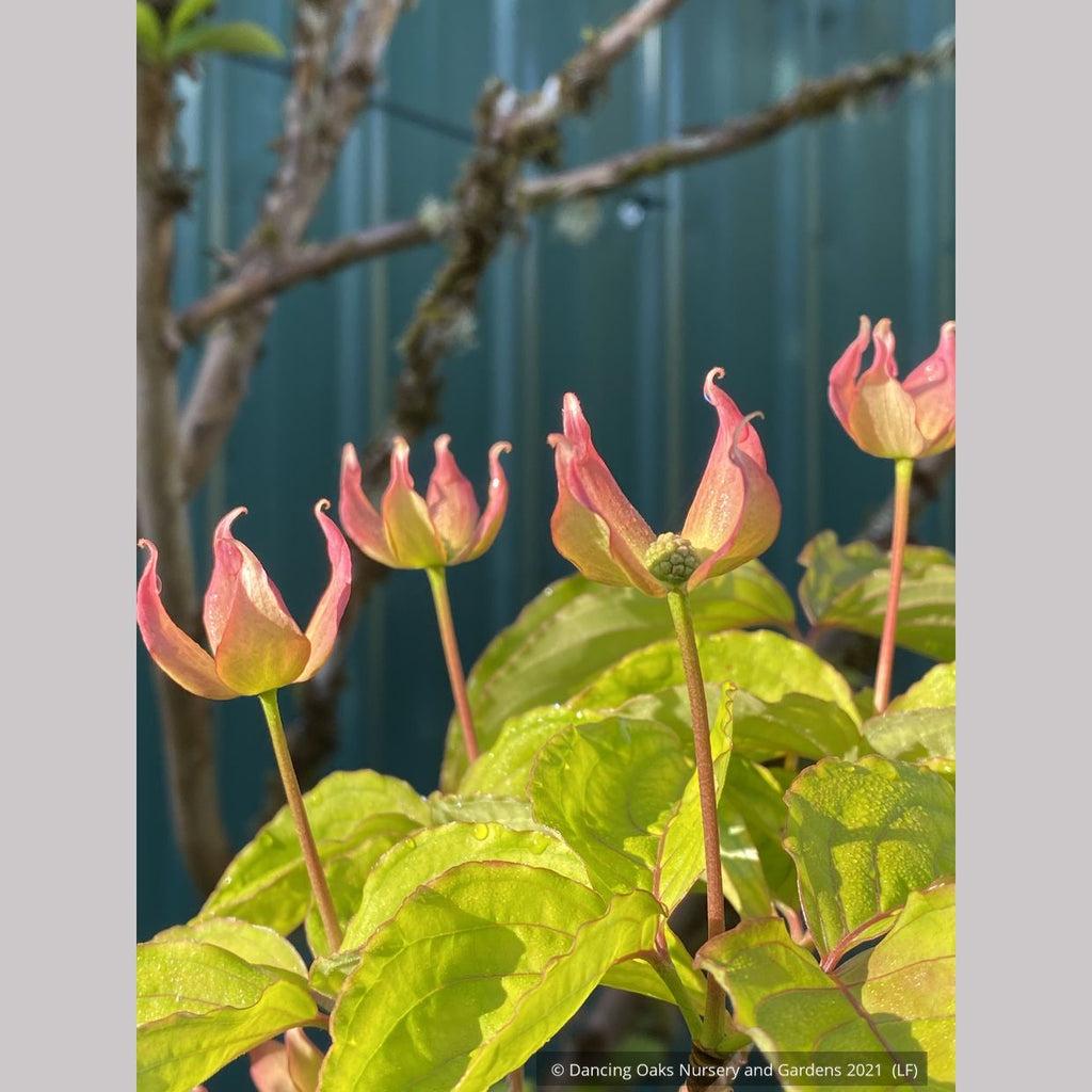 Cornus Rosy Teacups Single Stem - View 14 from www redcrocus com