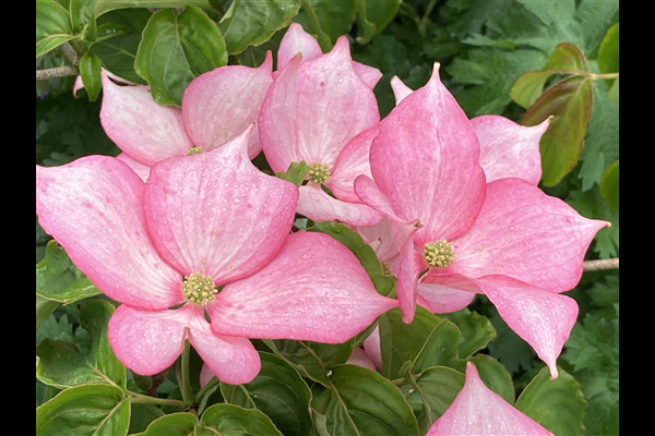 Cornus Rosy Teacups Single Stem - View 14 from www redcrocus com