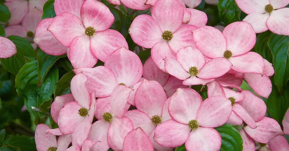 Cornus Rosy Teacups Single Stem - View 17 from www redcrocus com
