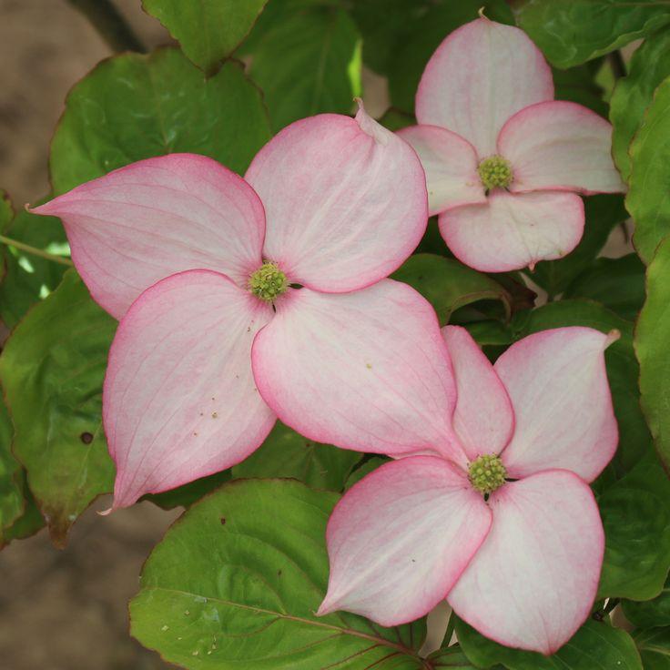 Cornus Rosy Teacups Single Stem - View 17 from www redcrocus com