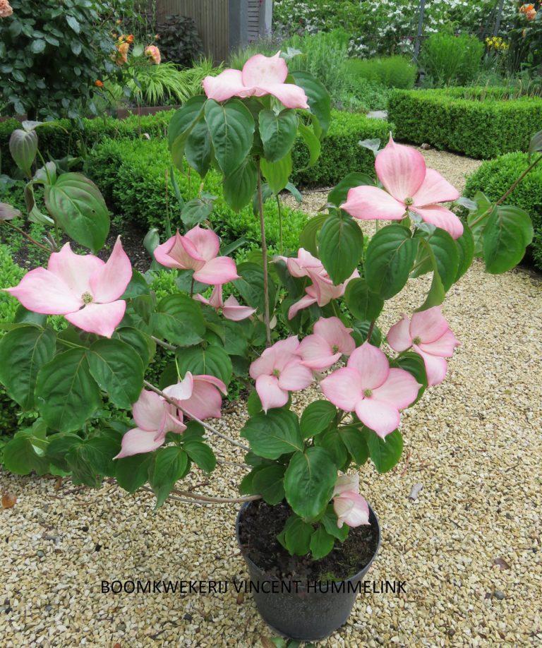 Cornus Rosy Teacups Single Stem - View 2 from www redcrocus com