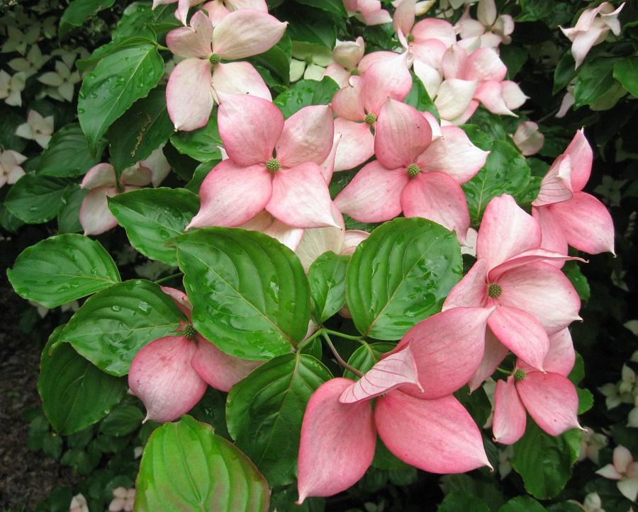 Cornus Rosy Teacups Single Stem - View 3 from www redcrocus com