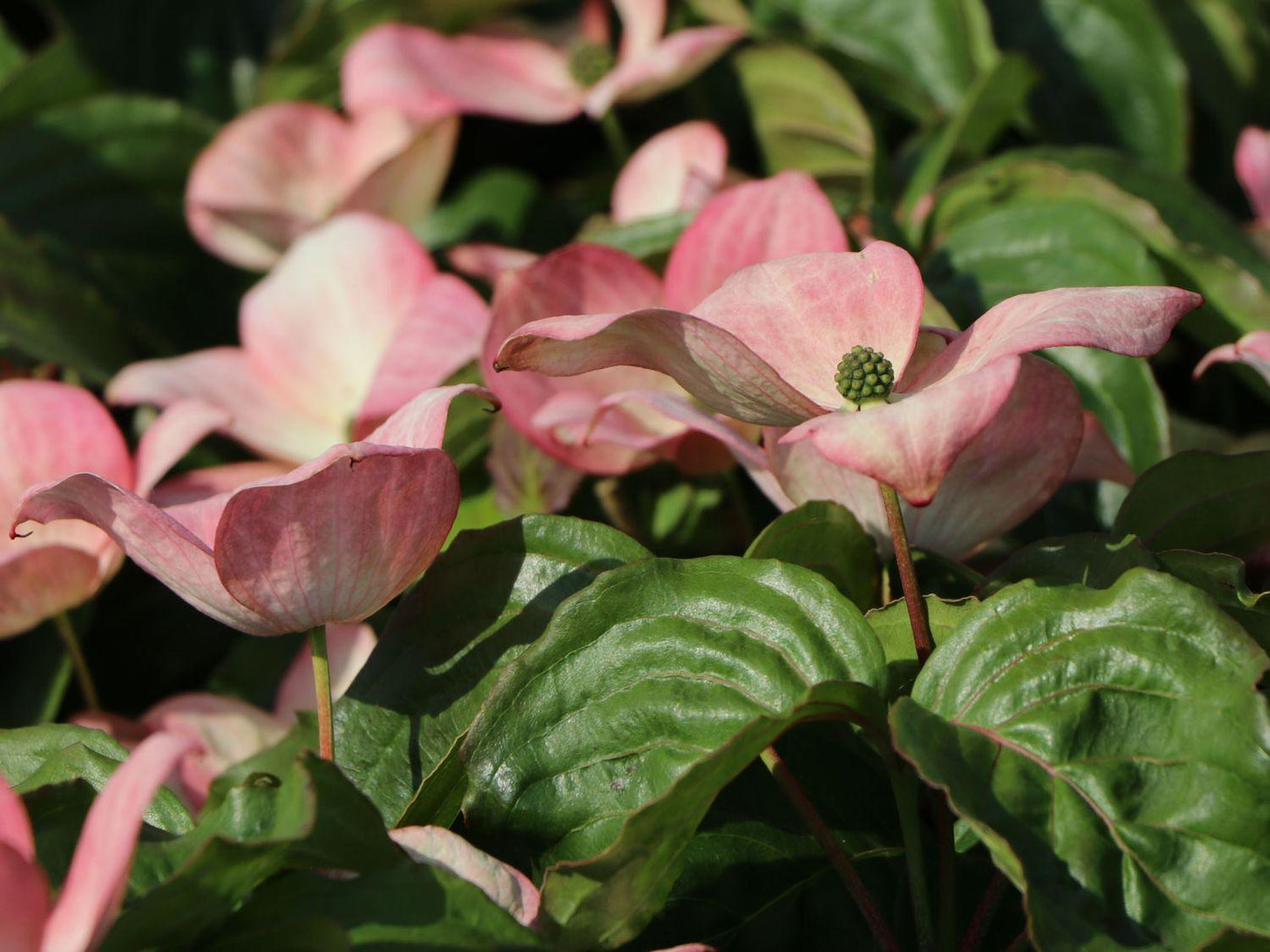 Cornus Rosy Teacups Single Stem - View 4 from www redcrocus com