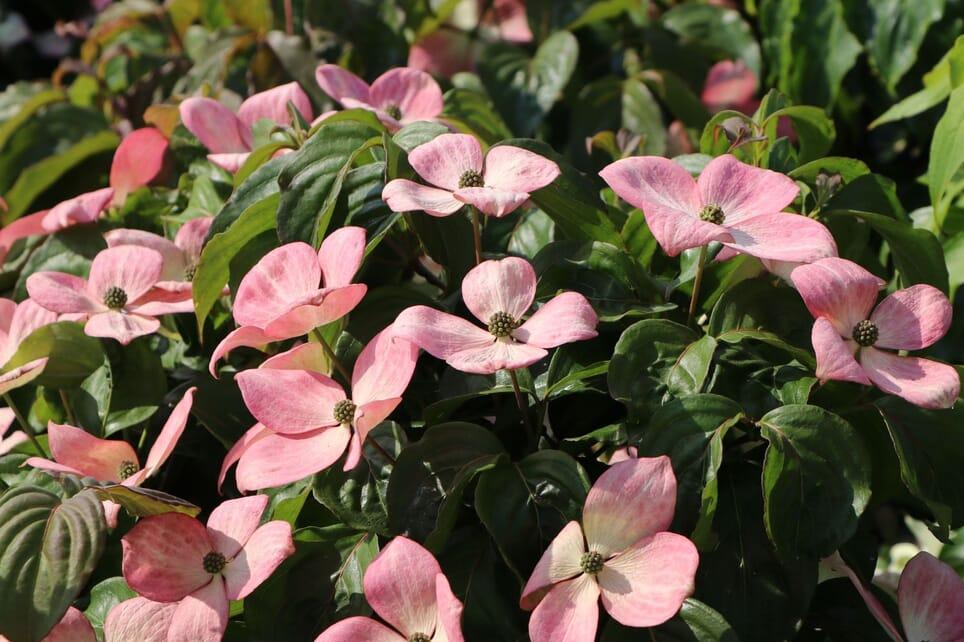 Cornus Rosy Teacups Single Stem - View 5 from www redcrocus com