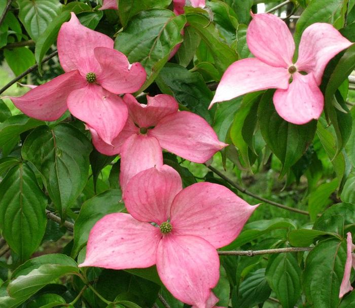 Cornus Rosy Teacups Single Stem - View 6 from www redcrocus com