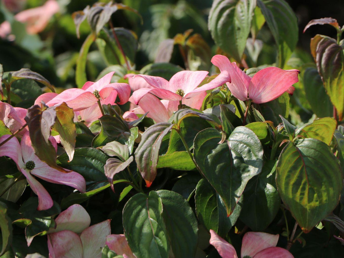 Cornus Rosy Teacups Single Stem - View 7 from www redcrocus com