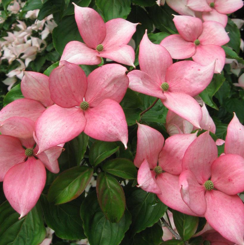 Cornus Rosy Teacups Single Stem - View 8 from www redcrocus com