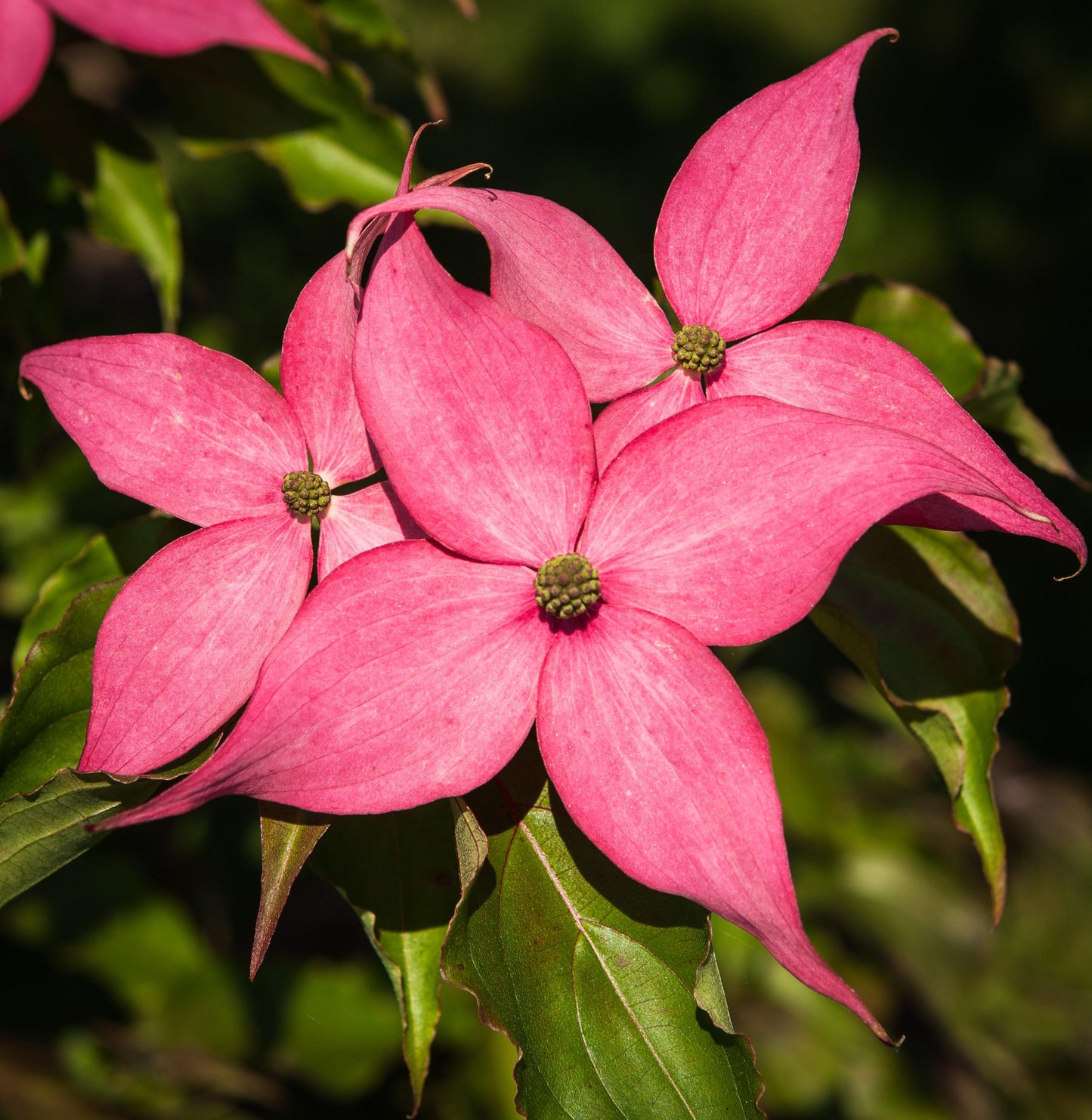 Cornus Rosy Teacups Single Stem - View 9 from www redcrocus com