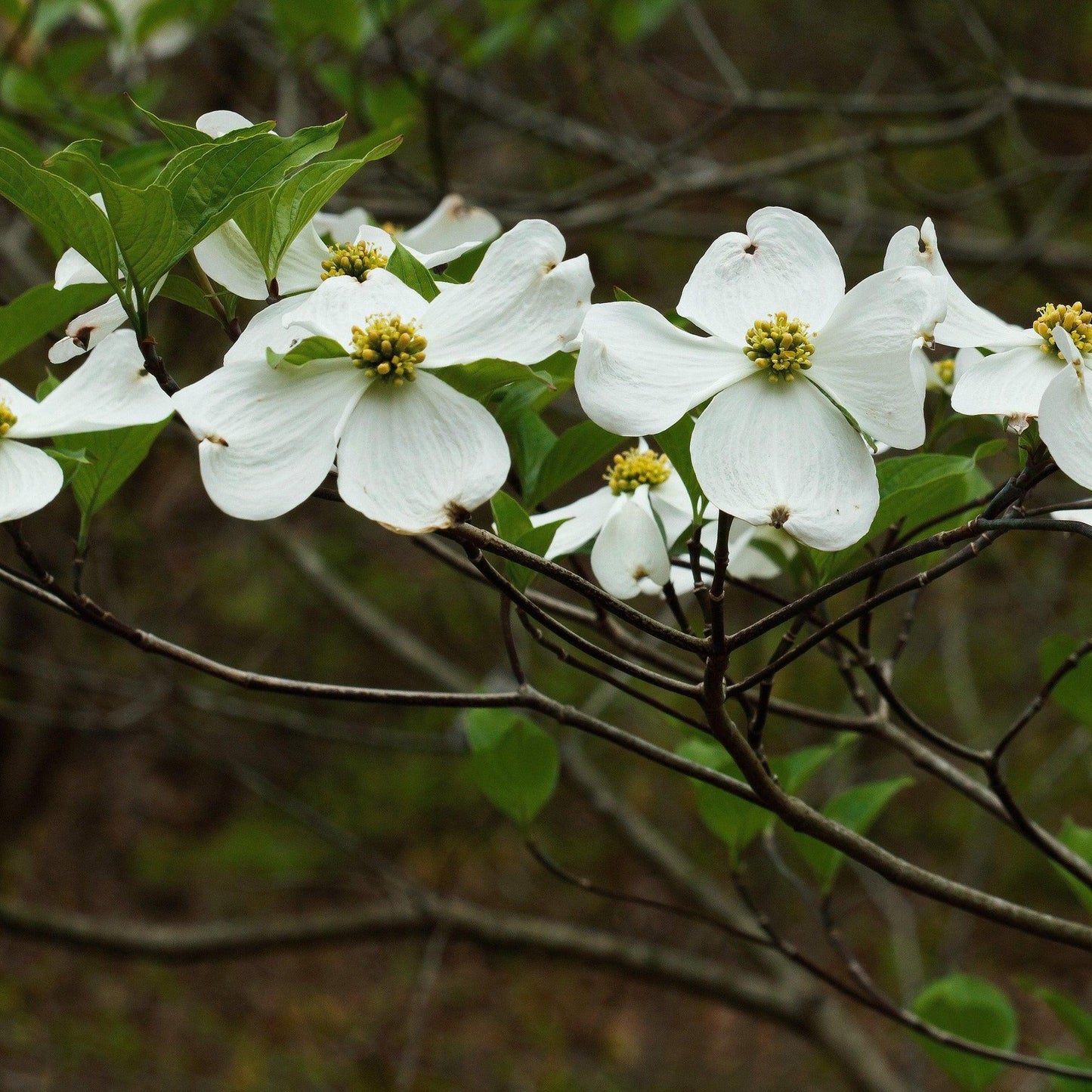 Cornus Florida Appalachian Snow Single Stem - View 12 from www redcrocus com