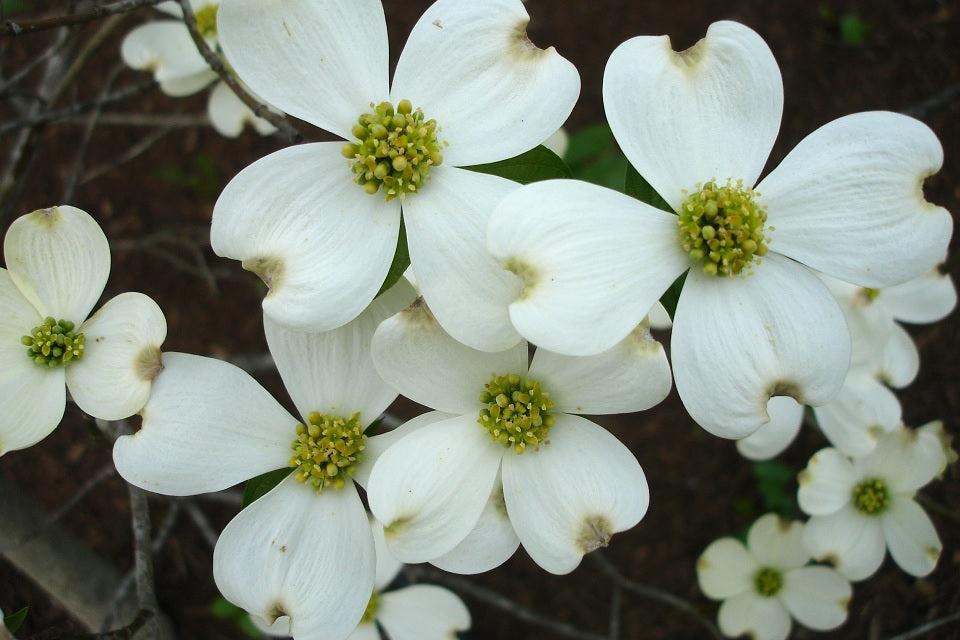 Cornus Florida Appalachian Snow Single Stem - View 13 from www redcrocus com