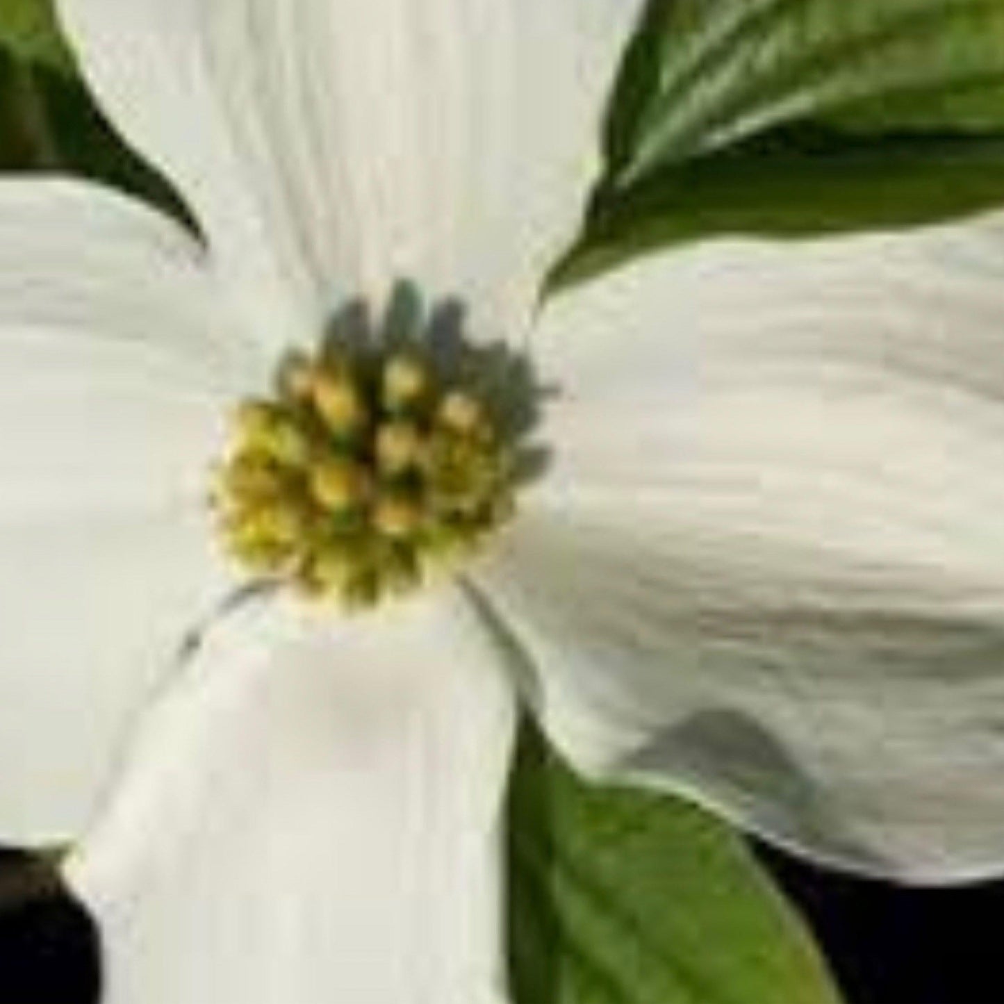 Cornus Florida Appalachian Snow Single Stem - View 14 from www redcrocus com