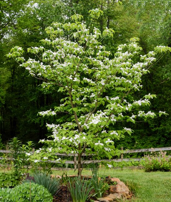 Cornus Florida Appalachian Snow Single Stem - View 2 from www redcrocus com
