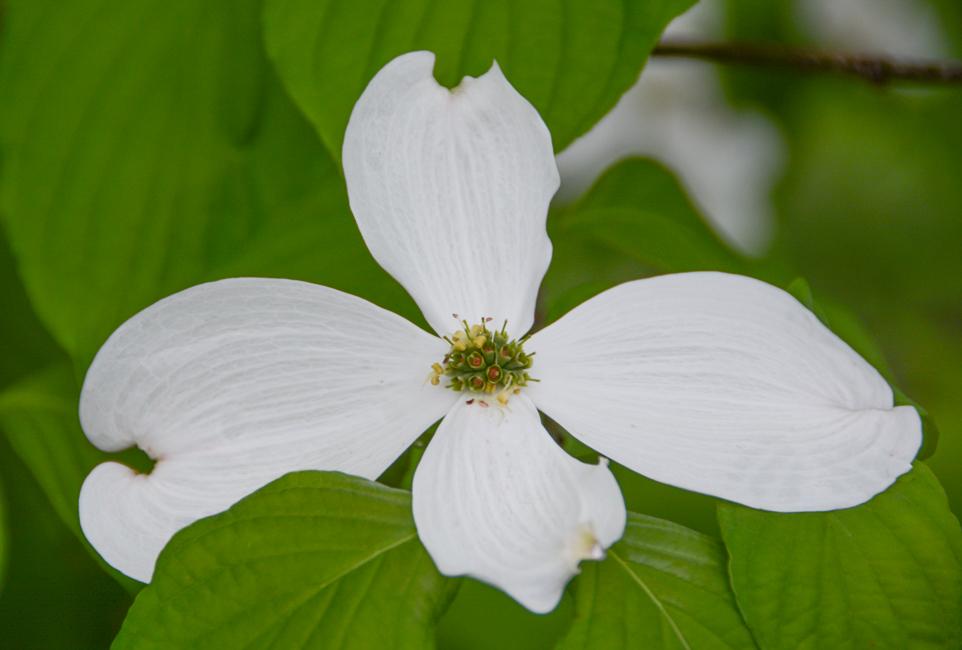 Cornus Florida Appalachian Snow Single Stem - View 3 from www redcrocus com