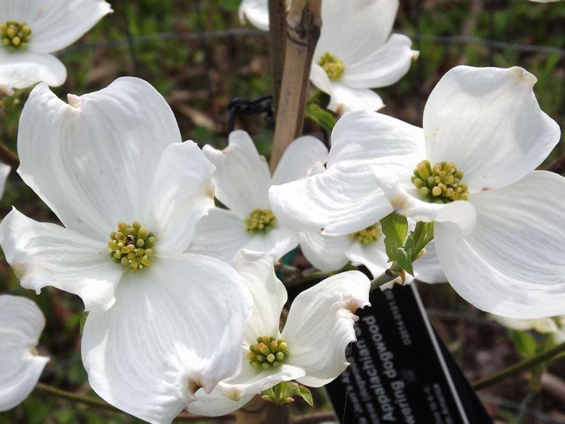 Cornus Florida Appalachian Snow Single Stem - View 4 from www redcrocus com