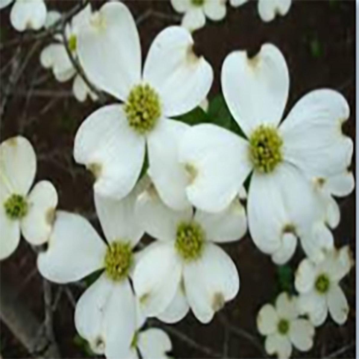 Cornus Florida Appalachian Snow Single Stem - View 6 from www redcrocus com