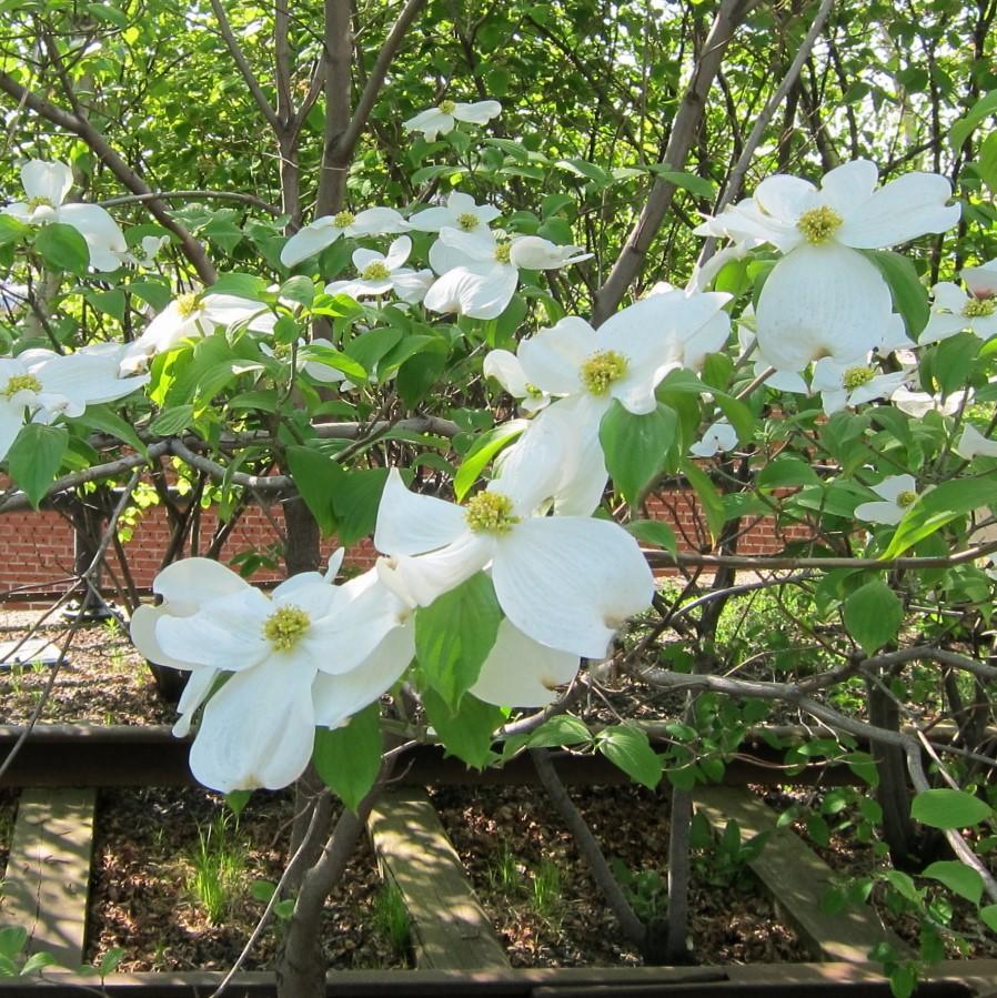 Cornus Florida Appalachian Snow Single Stem - View 7 from www redcrocus com