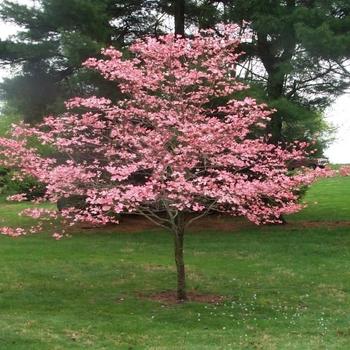Cornus Florida Appalachian Snow Single Stem - View 8 from www redcrocus com