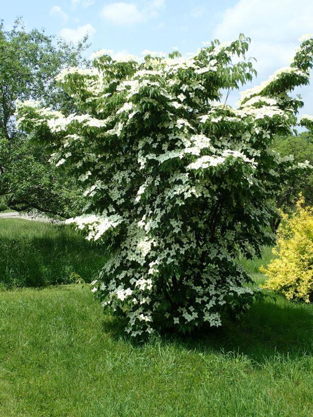 Cornus Kousa Greensleeves Single Stem - View 10 from www redcrocus com