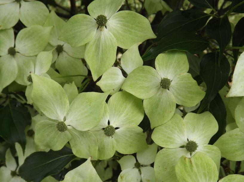 Cornus Kousa Greensleeves Single Stem - View 11 from www redcrocus com