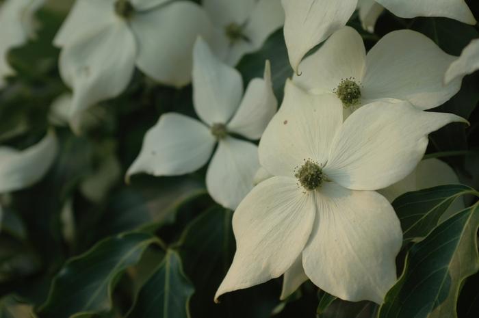Cornus Kousa Greensleeves Single Stem - View 12 from www redcrocus com