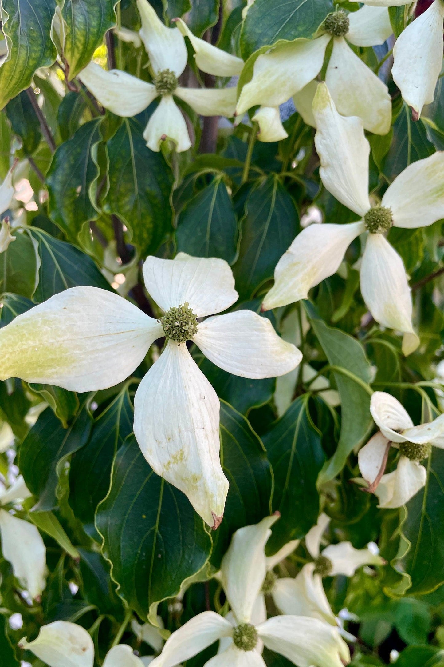 Cornus Kousa Greensleeves Single Stem - View 15 from www redcrocus com