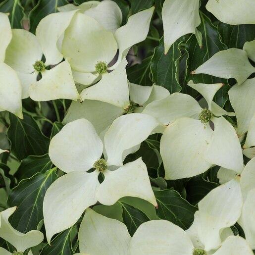 Cornus Kousa Greensleeves Single Stem - View 16 from www redcrocus com