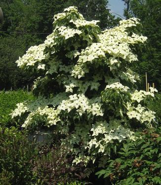 Cornus Kousa Greensleeves Single Stem - View 17 from www redcrocus com
