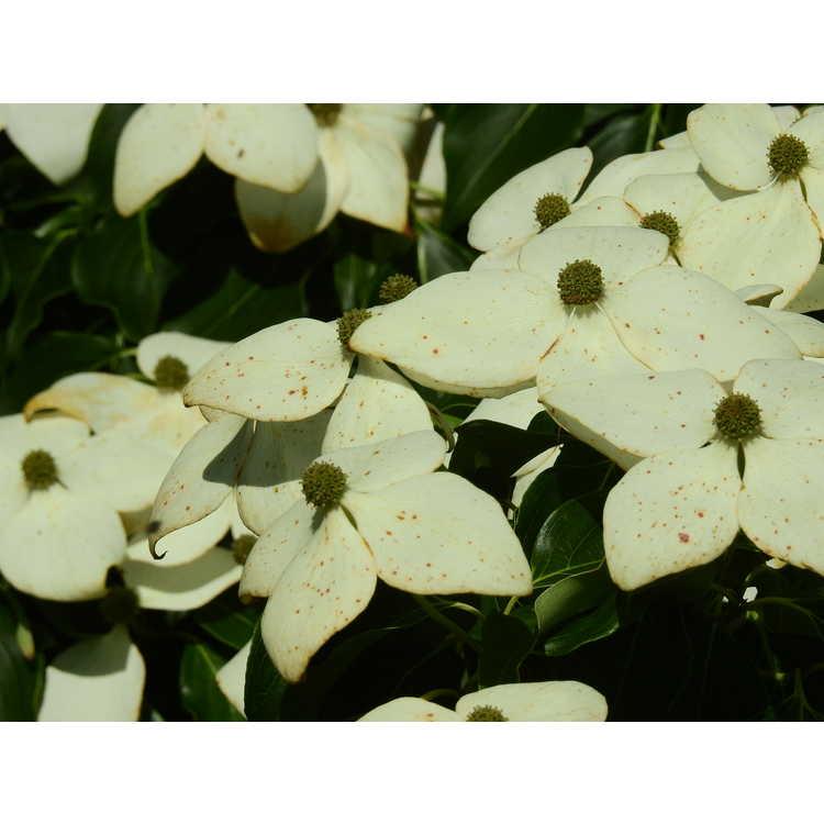 Cornus Kousa Greensleeves Single Stem - View 18 from www redcrocus com