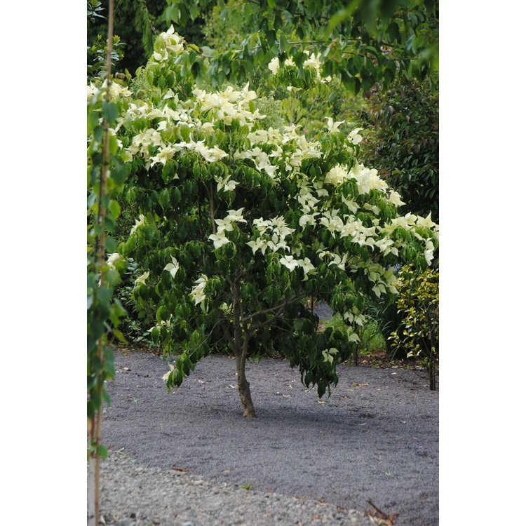 Cornus Kousa Greensleeves Single Stem - View 2 from www redcrocus com