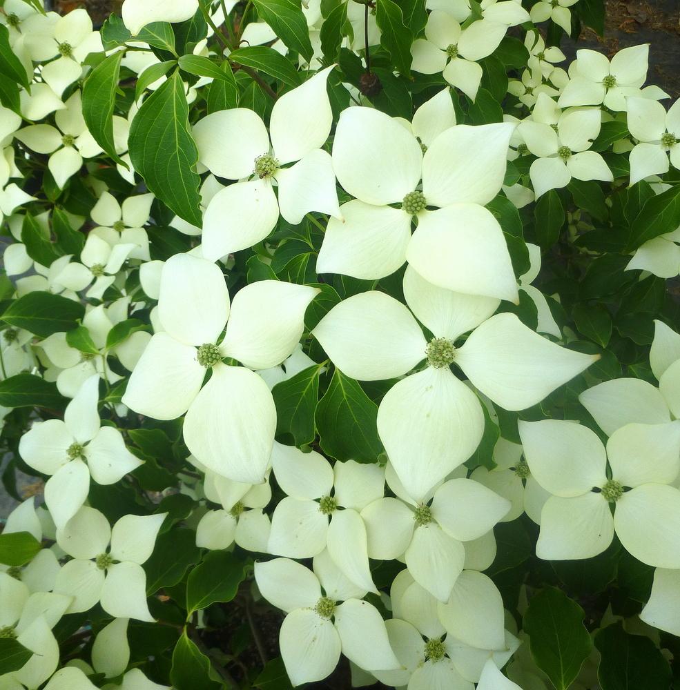 Cornus Kousa Greensleeves Single Stem - View 3 from www redcrocus com