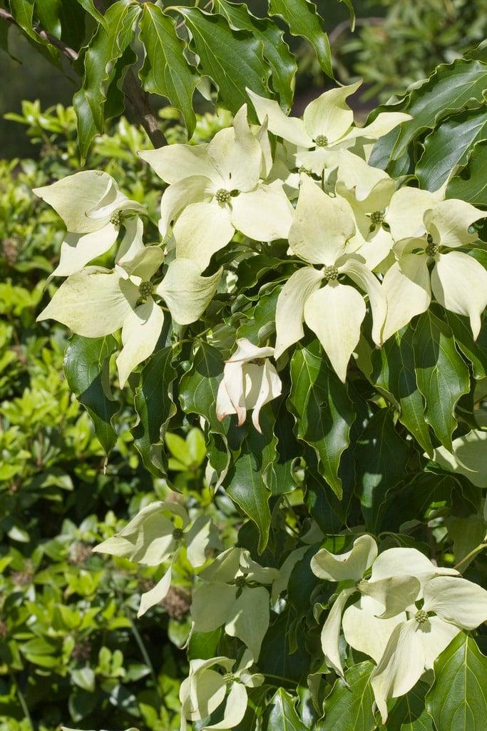 Cornus Kousa Greensleeves Single Stem - View 4 from www redcrocus com