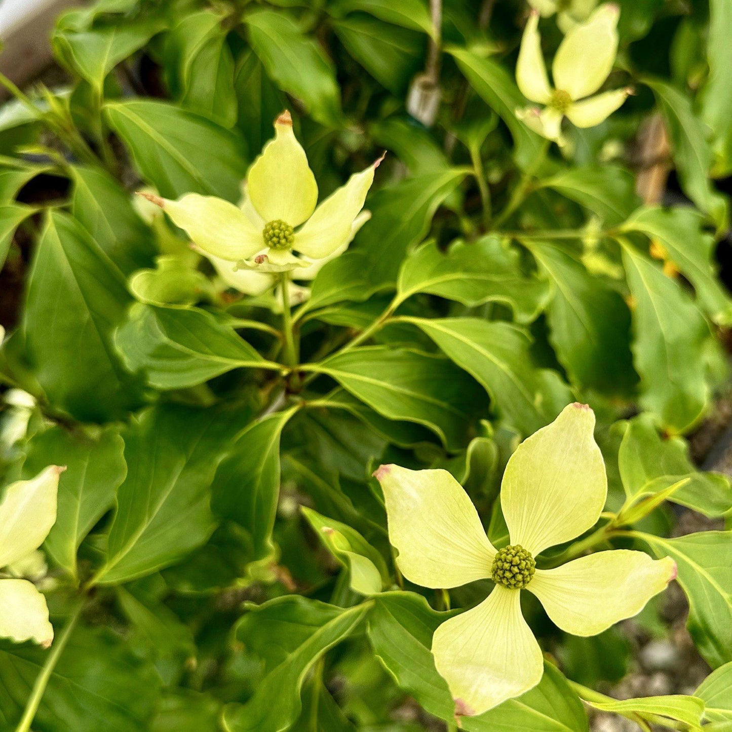 Cornus Kousa Greensleeves Single Stem - View 6 from www redcrocus com