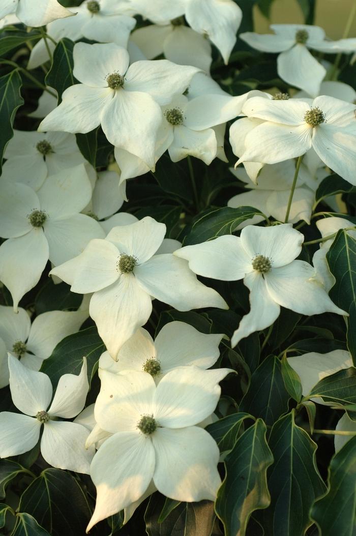 Cornus Kousa Greensleeves Single Stem - View 7 from www redcrocus com