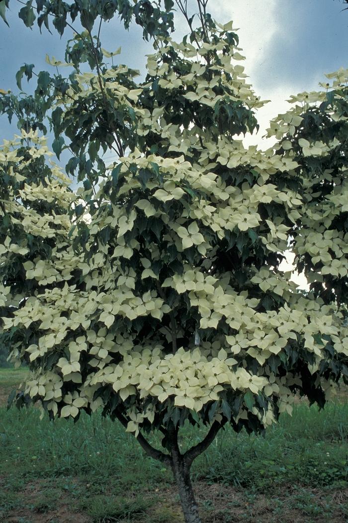 Cornus Kousa Greensleeves Single Stem - View 8 from www redcrocus com