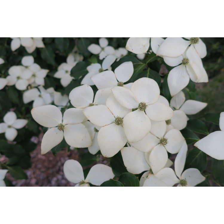 Cornus Kousa Greensleeves Single Stem - View 9 from www redcrocus com