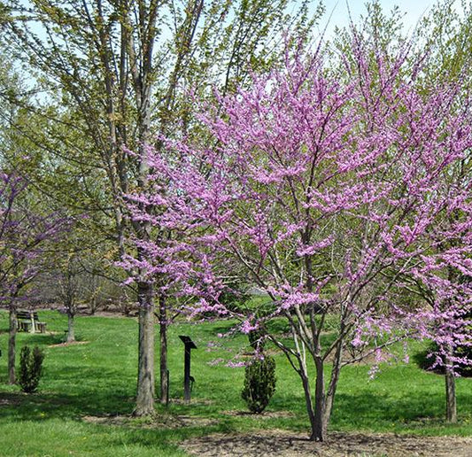 Cercis Canadensis 'the Rising Sun' Single Stem - View 1 from www redcrocus com
