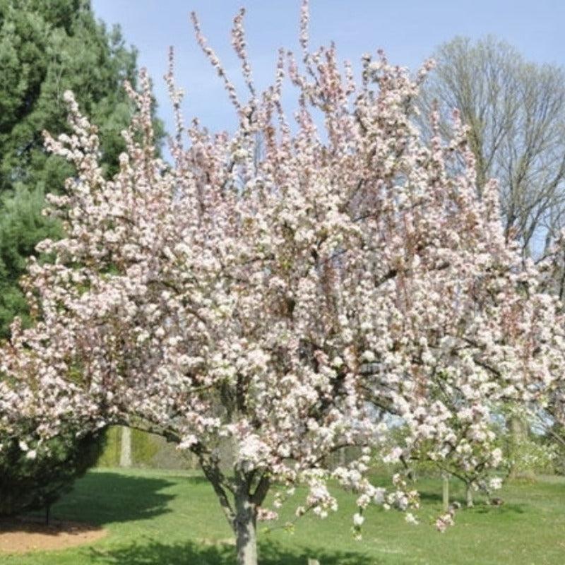 Malus Red Jewel - View 19 from www redcrocus com