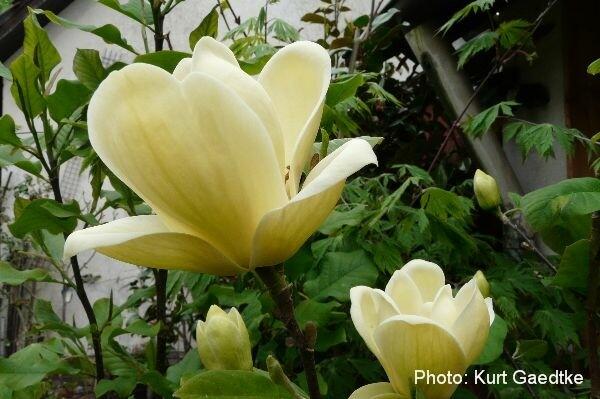 Magnolia Lois Single Stem - View 11 from www redcrocus com
