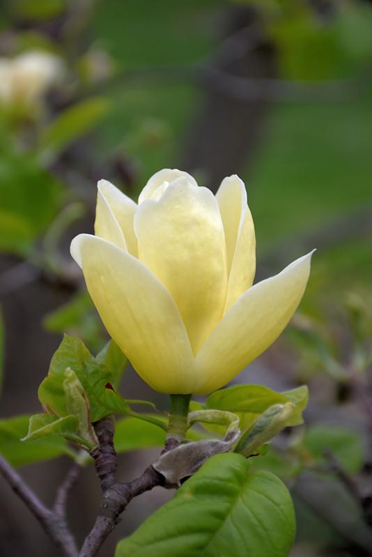 Magnolia Lois Single Stem - View 12 from www redcrocus com