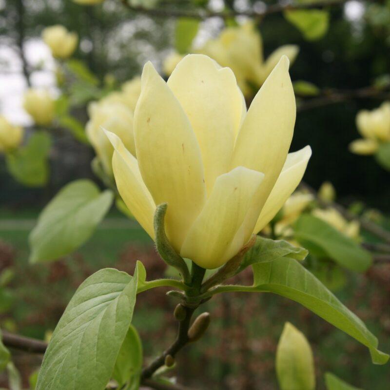 Magnolia Lois Single Stem - View 13 from www redcrocus com