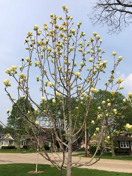 Magnolia Lois Single Stem - View 14 from www redcrocus com