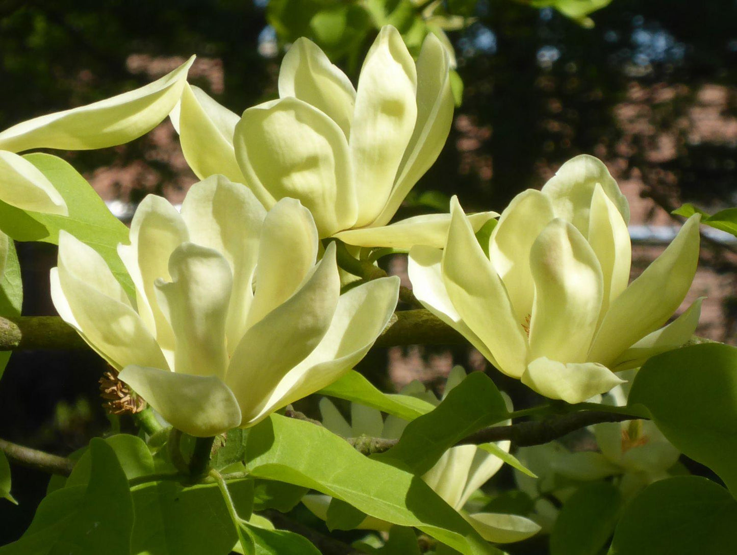 Magnolia Lois Single Stem - View 16 from www redcrocus com